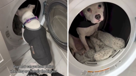 ‘Safe Spot’ Where Scared Dog Hides During Thunderstorms Melts Hearts