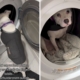‘Safe Spot’ Where Scared Dog Hides During Thunderstorms Melts Hearts