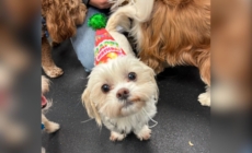 Owners get sweet text from daycare for dog’s birthday—but there’s a problem