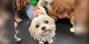 Owners get sweet text from daycare for dog’s birthday—but there’s a problem