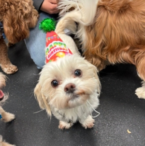 Owners get sweet text from daycare for dog’s birthday—but there’s a problem