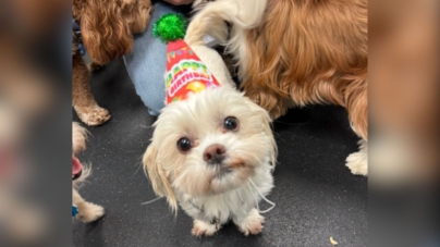 Owners get sweet text from daycare for dog’s birthday—but there’s a problem