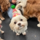 Owners get sweet text from daycare for dog’s birthday—but there’s a problem