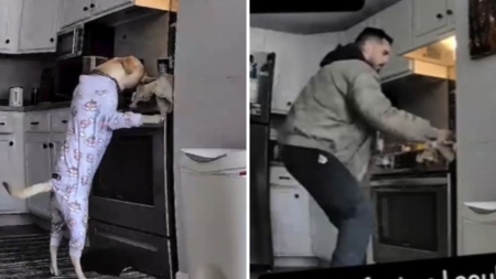 Owners Surprised at Dog Barking on Pet Cam—Then Realize It’s Deadly Warning