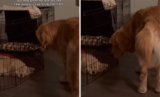 Golden Retriever’s Face Says It All After Realizing New Puppy Is Staying