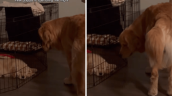 Golden Retriever’s Face Says It All After Realizing New Puppy Is Staying