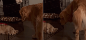 Golden Retriever’s Face Says It All After Realizing New Puppy Is Staying
