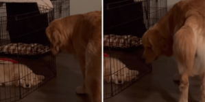 Golden Retriever’s Face Says It All After Realizing New Puppy Is Staying