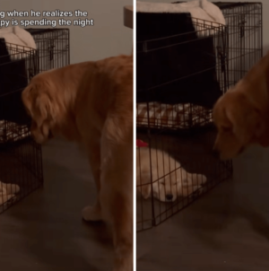 Golden Retriever’s Face Says It All After Realizing New Puppy Is Staying