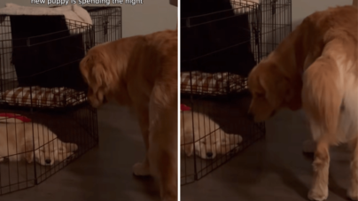 Golden Retriever’s Face Says It All After Realizing New Puppy Is Staying