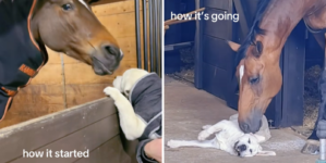 Labrador Puppy’s Unexpected Friendship With 20-Year-Old Horse Melts Hearts