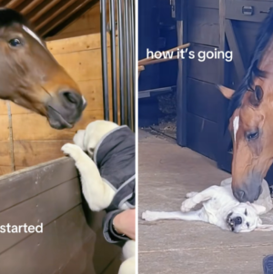 Labrador Puppy’s Unexpected Friendship With 20-Year-Old Horse Melts Hearts