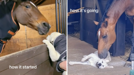 Labrador Puppy’s Unexpected Friendship With 20-Year-Old Horse Melts Hearts