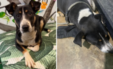 Shelter Finds Dumped Dog Clutching Glove Then Realizes Why She Won’t Let Go