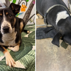 Shelter Finds Dumped Dog Clutching Glove Then Realizes Why She Won’t Let Go