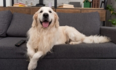 Golden Retriever Has ‘Extremely Urgent Matter,’ Hysterics Over What It Is