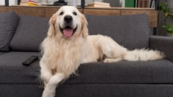 Golden Retriever Has ‘Extremely Urgent Matter,’ Hysterics Over What It Is
