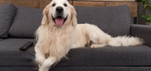 Golden Retriever Has ‘Extremely Urgent Matter,’ Hysterics Over What It Is