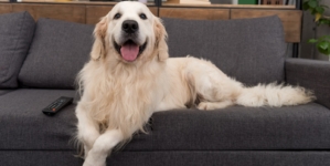 Golden Retriever Has ‘Extremely Urgent Matter,’ Hysterics Over What It Is