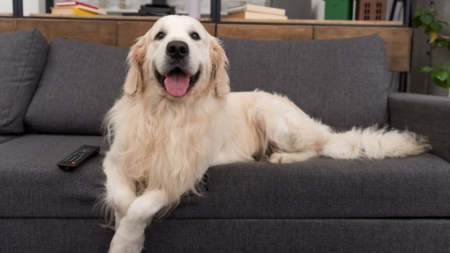 Golden Retriever Has ‘Extremely Urgent Matter,’ Hysterics Over What It Is