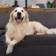 Golden Retriever Has ‘Extremely Urgent Matter,’ Hysterics Over What It Is