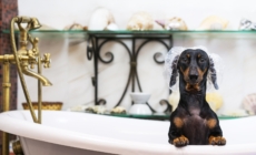 Owner Watches Dachshund Approach Tub—Not Prepared for the Outcome