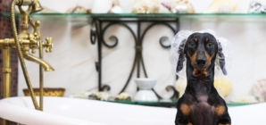 Owner Watches Dachshund Approach Tub—Not Prepared for the Outcome