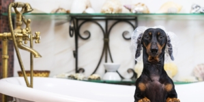 Owner Watches Dachshund Approach Tub—Not Prepared for the Outcome