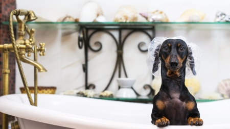 Owner Watches Dachshund Approach Tub—Not Prepared for the Outcome