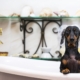 Owner Watches Dachshund Approach Tub—Not Prepared for the Outcome