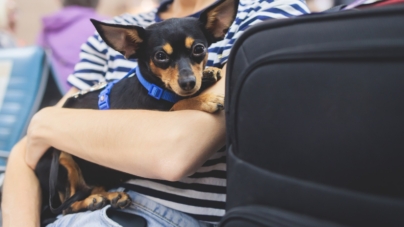 Dog Returned to Shelter for Being ‘Aggressive’—Now Adopter Realizes Mistake