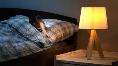 Vet Reveals Common Home Feature That Could Be Making Your Dog Anxious