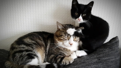 Tears Over What Older Cat Learns To Do From Younger Sibling: ‘I’m Crying’