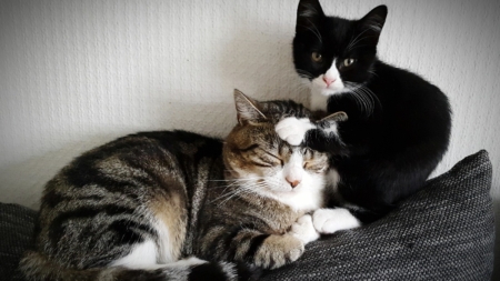 Tears Over What Older Cat Learns To Do From Younger Sibling: ‘I’m Crying’