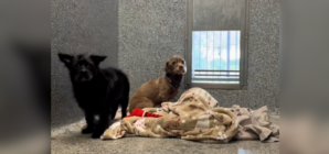 Dog Duo Saved From Hoarding Case, Hearts Break Over Update Months Later   