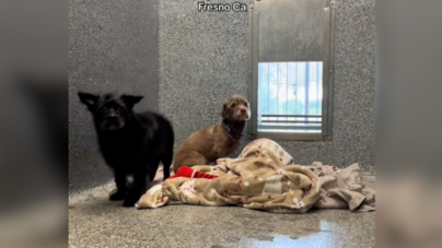 Dog Duo Saved From Hoarding Case, Hearts Break Over Update Months Later   