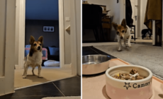 Hearts Melt at 22-Year-Old Dog Who Can’t Contain Her Excitement at Mealtime