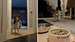 Hearts Melt at 22-Year-Old Dog Who Can’t Contain Her Excitement at Mealtime