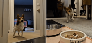 Hearts Melt at 22-Year-Old Dog Who Can’t Contain Her Excitement at Mealtime