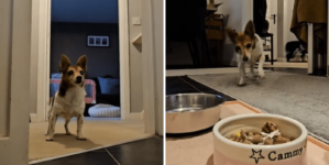 Hearts Melt at 22-Year-Old Dog Who Can’t Contain Her Excitement at Mealtime