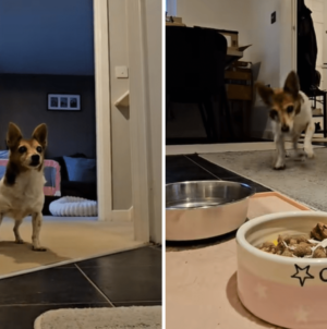 Hearts Melt at 22-Year-Old Dog Who Can’t Contain Her Excitement at Mealtime