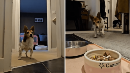 Hearts Melt at 22-Year-Old Dog Who Can’t Contain Her Excitement at Mealtime
