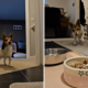 Hearts Melt at 22-Year-Old Dog Who Can’t Contain Her Excitement at Mealtime