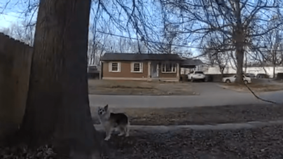 Neighborhood Dog Hailed As ‘Hero’ for Helping Police Find Missing Toddler