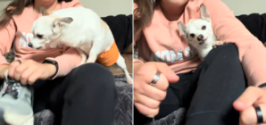 Senior Rescue Dog Has Heartbreaking Reaction Every Time Woman Puts Shoes On