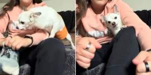 Senior Rescue Dog Has Heartbreaking Reaction Every Time Woman Puts Shoes On