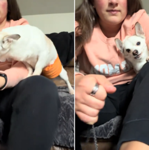 Senior Rescue Dog Has Heartbreaking Reaction Every Time Woman Puts Shoes On