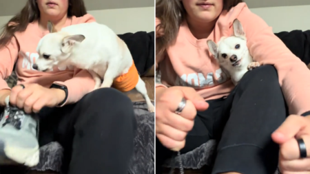 Senior Rescue Dog Has Heartbreaking Reaction Every Time Woman Puts Shoes On