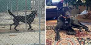 Shelter Dog Twice Returned Had Lost Hope—Then Family 9 Hours Away Saw Video