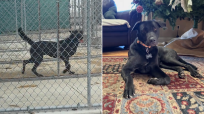 Shelter Dog Twice Returned Had Lost Hope—Then Family 9 Hours Away Saw Video